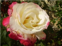 21f2ba60-Picture 6539.jpg